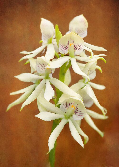 White Flower Greeting Card featuring the photograph Flower - Orchid - A gift for you by Mike Savad
