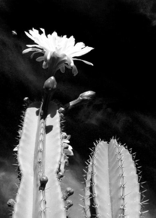 Cactus Greeting Card featuring the photograph Flowering Cactus 2 BW by Mariusz Kula