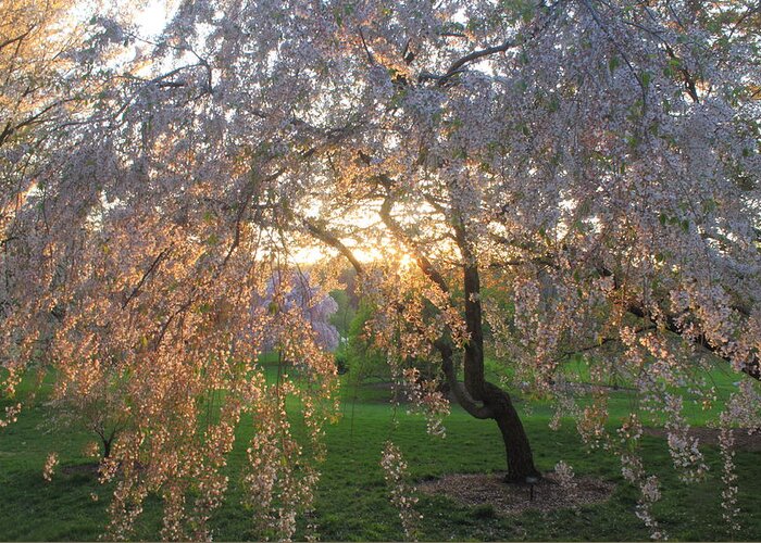 Boston Massachusetts jamaica Plain Cherry Sunset arnold Arboretum harvard University Greeting Card featuring the photograph Flowering Cherry in Evening Light Arnold Arboretum by John Burk