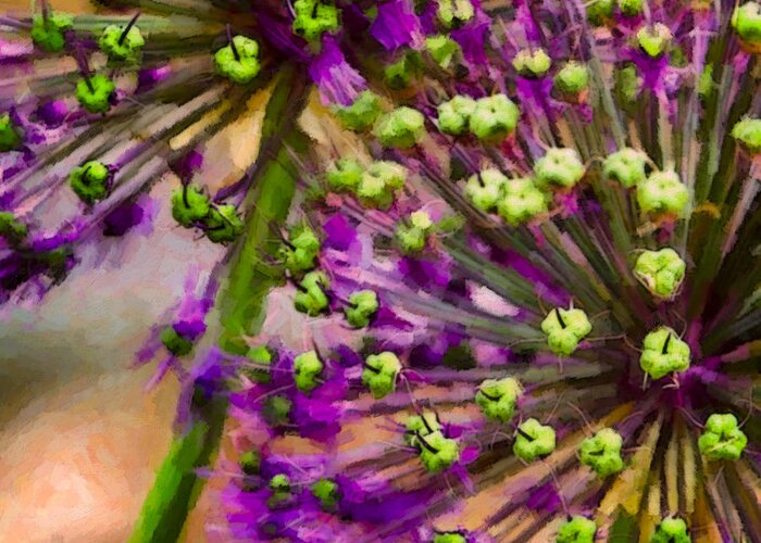 Allium Aflatunense Greeting Card featuring the photograph Flowering Onion by Don Vine