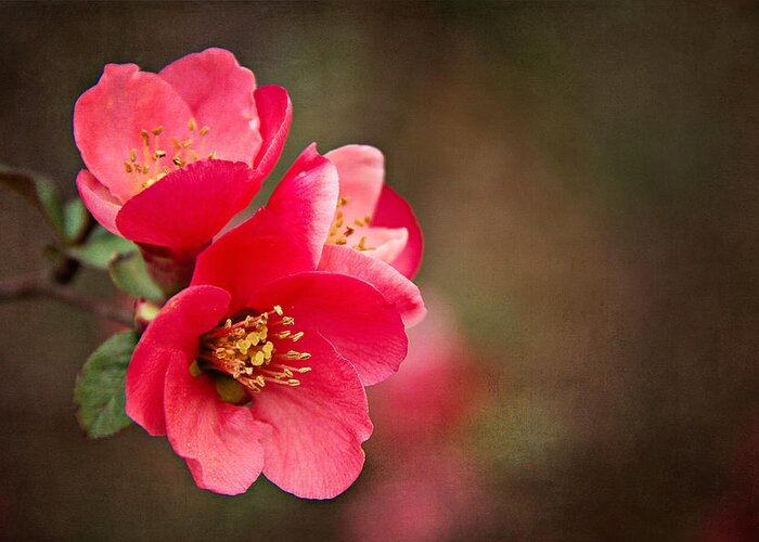  Japanese Quince Greeting Card featuring the photograph Flowering Quince by Lana Trussell