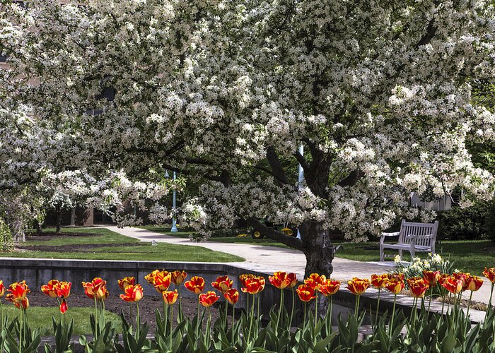 Michigan State Greeting Card featuring the photograph Flowers and Bench at Michigan State University by John McGraw