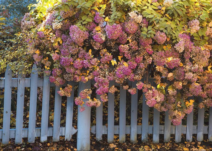 Autumn Flowers Greeting Card featuring the photograph Flowers and Fence by Tom Singleton
