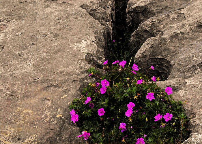 Flowers Ireland Color Natural Light Rock Stone Pink Outside Greeting Card featuring the photograph Flowers in stone by Will Burlingham