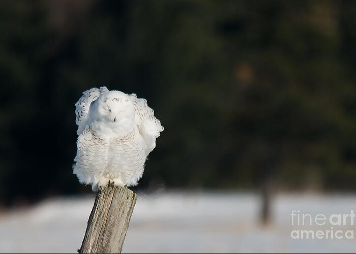 Snowy Owl Greeting Card featuring the photograph Fluffing Feathers by Cheryl Baxter