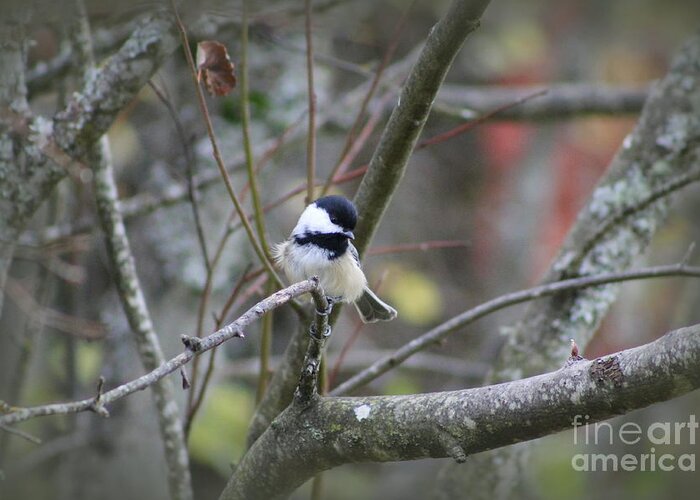 Christmas Greeting Card featuring the photograph Fluffy Chickadee by Leone Lund