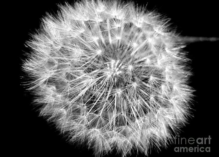 Dandelion Greeting Card featuring the photograph Fluffy Dandelion On Black by Nina Ficur Feenan