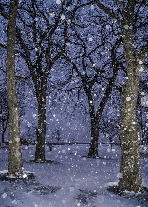 Color Greeting Card featuring the photograph Flurries and trees by Arkady Kunysz