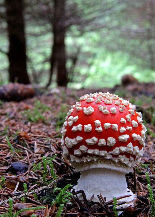 Fly Agaric Greeting Card featuring the photograph Fly Agaric Emerging by John Topman