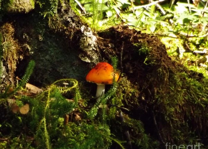 Fly Agaric Greeting Card featuring the photograph Fly Agaric mushroom on Forest Floor by Brigitte Emme