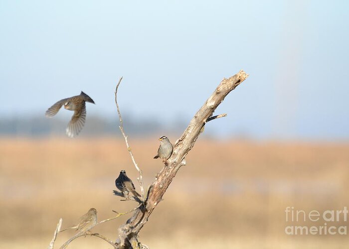 Small Birds Greeting Card featuring the photograph Fly Bye by Laurianna Taylor