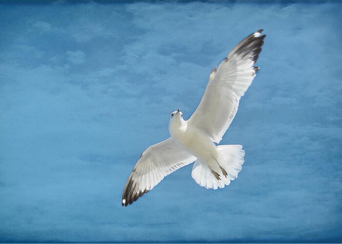 Seagull Greeting Card featuring the photograph Fly high by Kelley Nelson