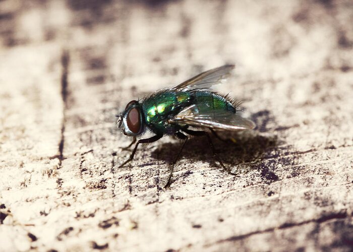  Fly Greeting Card featuring the photograph Fly Profile by Melanie Lankford Photography