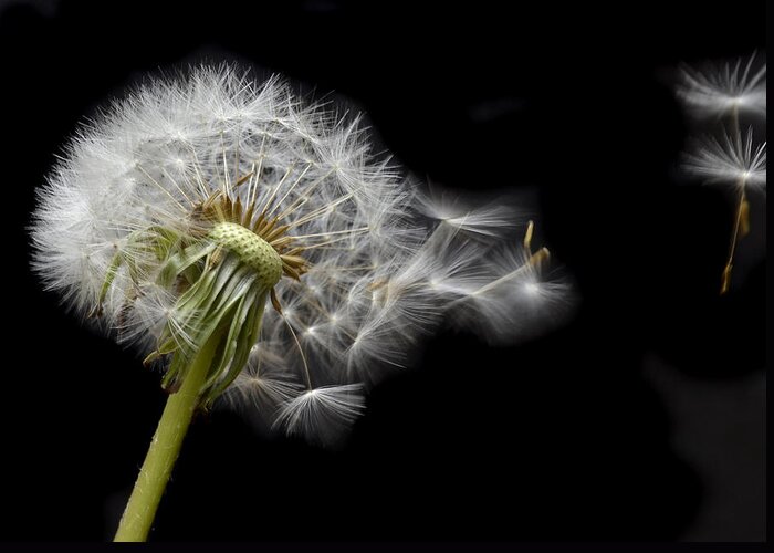 Dandelion Greeting Card featuring the photograph Flying Away by Terence Davis