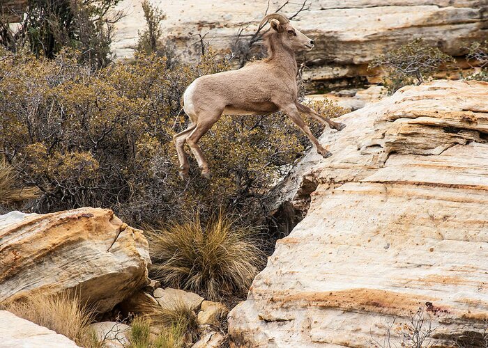 Big Horn Sheep Greeting Card featuring the photograph Flying Ewe by James Marvin Phelps