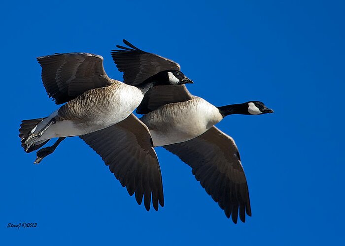 Geese Greeting Card featuring the photograph Flying Geese by Stephen Johnson