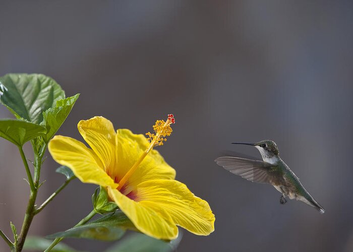 Hummingbirds Greeting Card featuring the photograph Flying in for a Quick Meal by Robert Camp