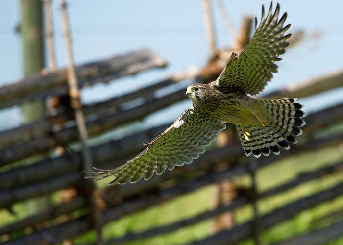 Flying Kestrel Greeting Card featuring the photograph Flying Kestrel by Torbjorn Swenelius