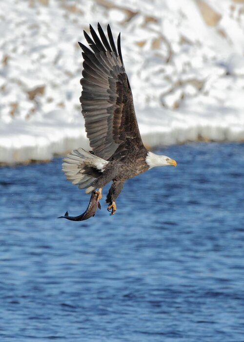American Bald Eagle Greeting Card featuring the photograph Flying off with the Catch by Coby Cooper
