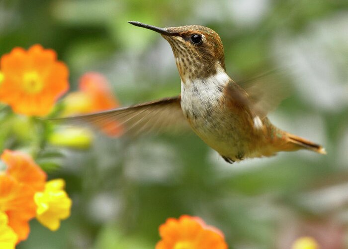 Bird Greeting Card featuring the photograph Flying Scintillant Hummingbird by Heiko Koehrer-Wagner