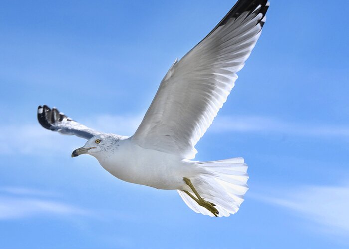 Seagull Greeting Card featuring the photograph Flying Seagull by Steven Michael