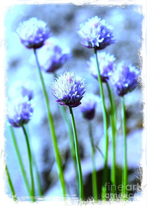 Chive Greeting Card featuring the photograph Focus on One Chive with Border by Carol Groenen