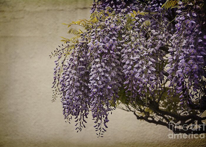 Focus Greeting Card featuring the photograph Focus on Wisteria by Terry Rowe