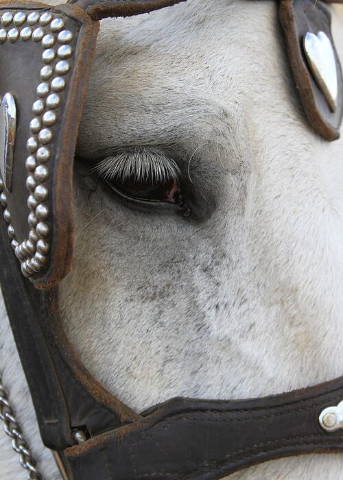 Horse Greeting Card featuring the photograph Focused on Pulling by Laddie Halupa