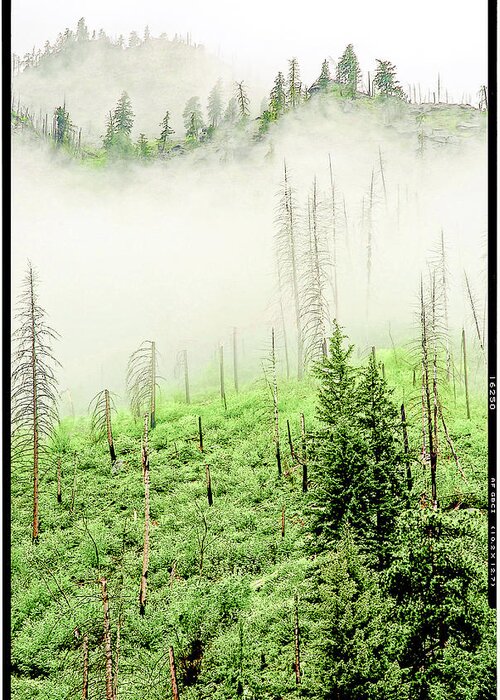 National Forest Greeting Card featuring the photograph Fog And Trees by Craig Perry-Ollila