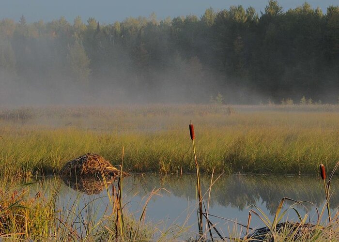 Eagle River Greeting Card featuring the photograph Fog Over Wild Rice by Dale Kauzlaric
