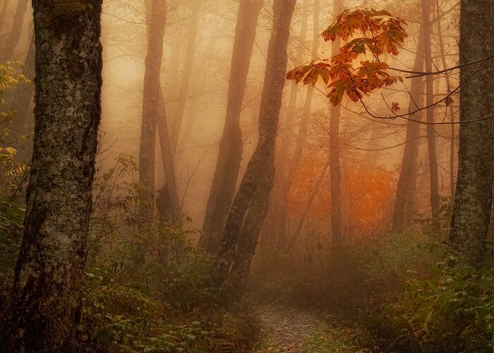 Autumn Greeting Card featuring the photograph Foggy Autumn by Mary Jo Allen