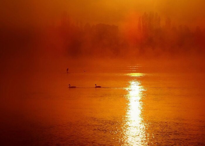 Sunrise Greeting Card featuring the photograph Foggy Morning on the River by Nick Kloepping