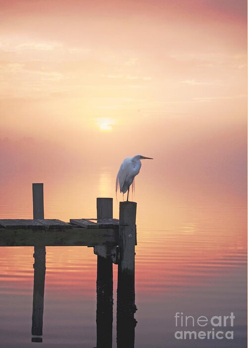 Swansboro North Carolina Greeting Card featuring the photograph Foggy Sunset on Egret by Benanne Stiens