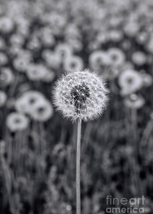 Dandelions Greeting Card featuring the photograph Follow The Leader - Dandelion by Henry Kowalski