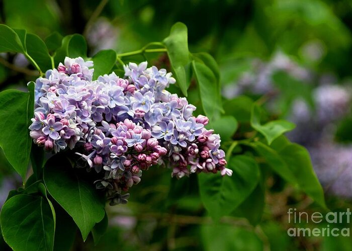 Lilac Greeting Card featuring the photograph For The Love Of Lilac by Living Color Photography Lorraine Lynch