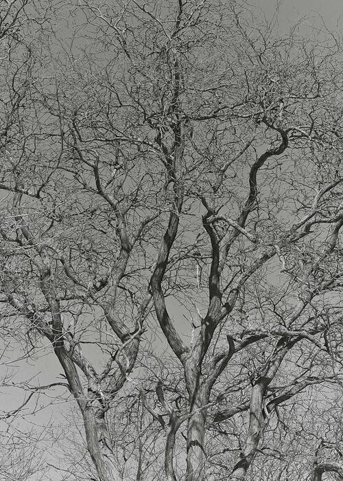 Trees Greeting Card featuring the photograph For The Love Of Trees - 2 - Monochrome by Hany J