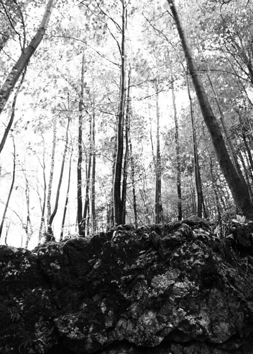 Wald Schwarz Weiß Greeting Card featuring the photograph Forest black and white 7 by Falko Follert