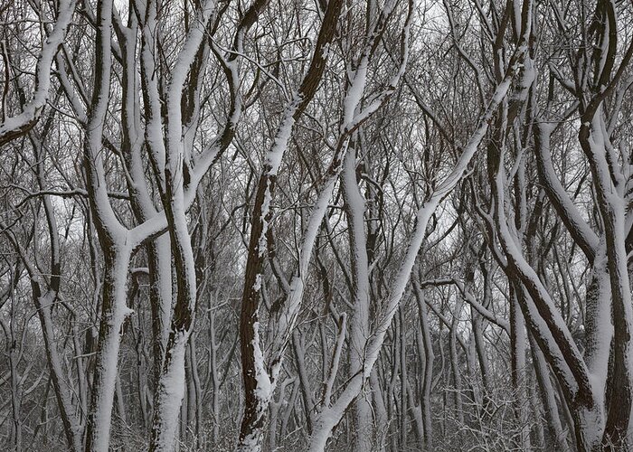 Zwin Greeting Card featuring the photograph Forest covered with snow. by Vanessa D -