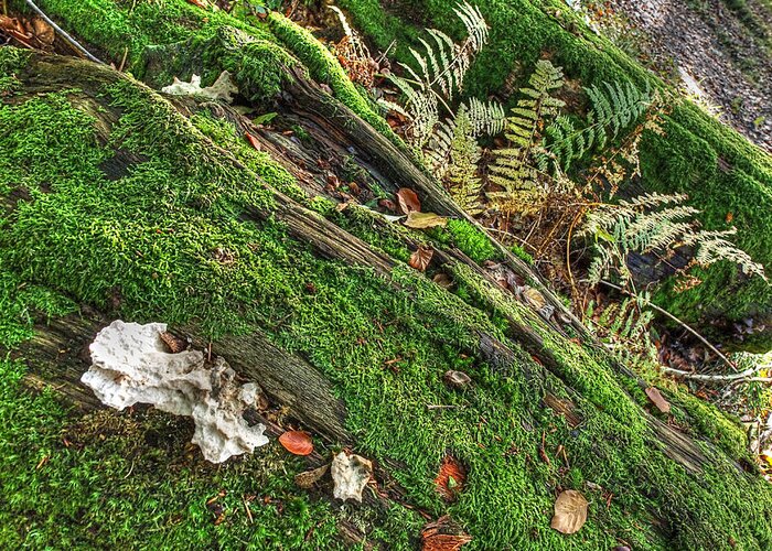 Forest Floor Greeting Card featuring the photograph Forest Floor Fungi and Moss by Gill Billington