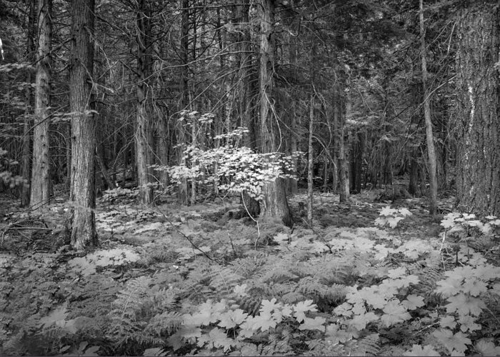 Glacier National Park Greeting Card featuring the photograph Forest Floor Glacier National Park BW by Rich Franco