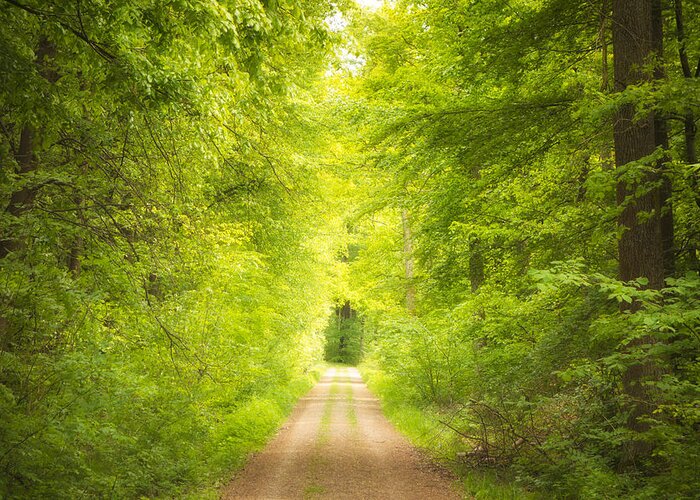 Path Greeting Card featuring the photograph Forest path leading into the light by Matthias Hauser