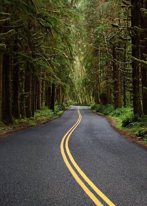 Green Greeting Card featuring the photograph Forest Road by David Andersen