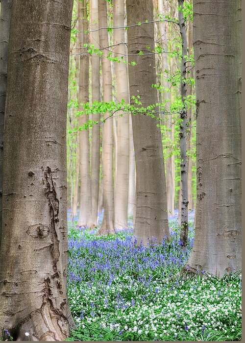 Bluebell Greeting Card featuring the photograph Forest Spring Flowers by Dirk Ercken