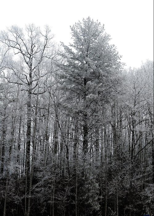 Landscape Greeting Card featuring the photograph Forest With Freezing Fog by Daniel Reed