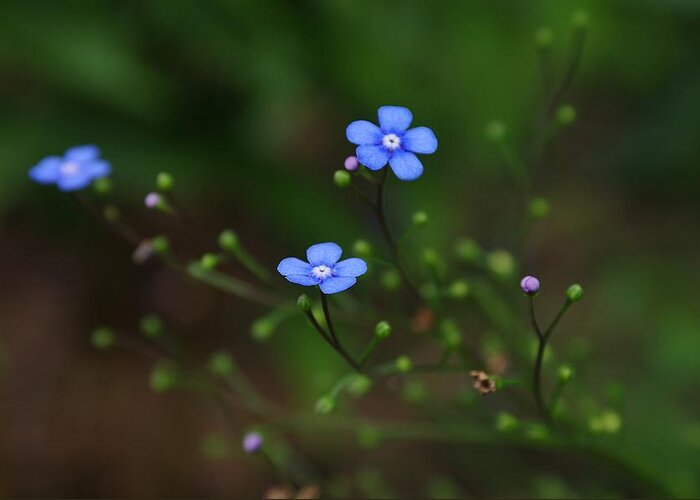 Flower Greeting Card featuring the photograph Forget Me Not by Ken Dietz
