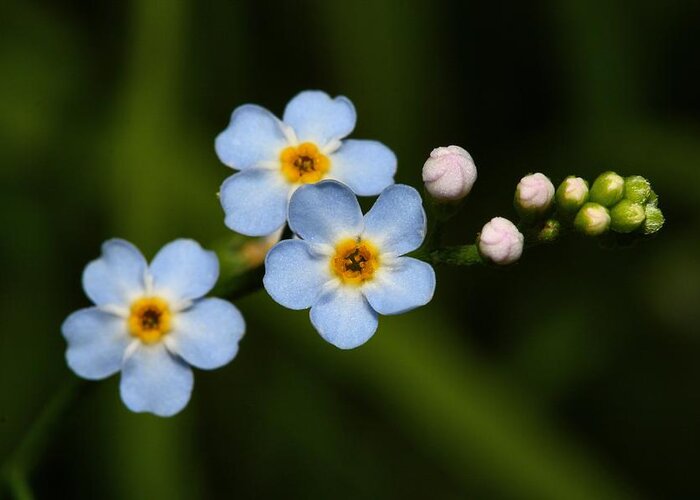 Forget Me Not Greeting Card featuring the photograph Forget Me Not by Mike Farslow