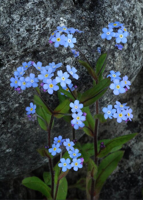 Forget-me-nots Greeting Card featuring the photograph Forget-Me-Not Portrait by David T Wilkinson