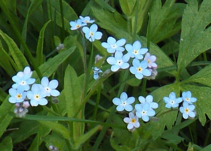 Flower Greeting Card featuring the photograph Forget Me Nots by Brenda Brown