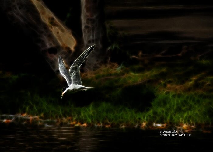 Forste's Tern Greeting Card featuring the digital art Forster's Tern 6243 F by James Ahn