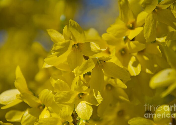 Forsythia Greeting Card featuring the photograph Forsythia by Laurel Best